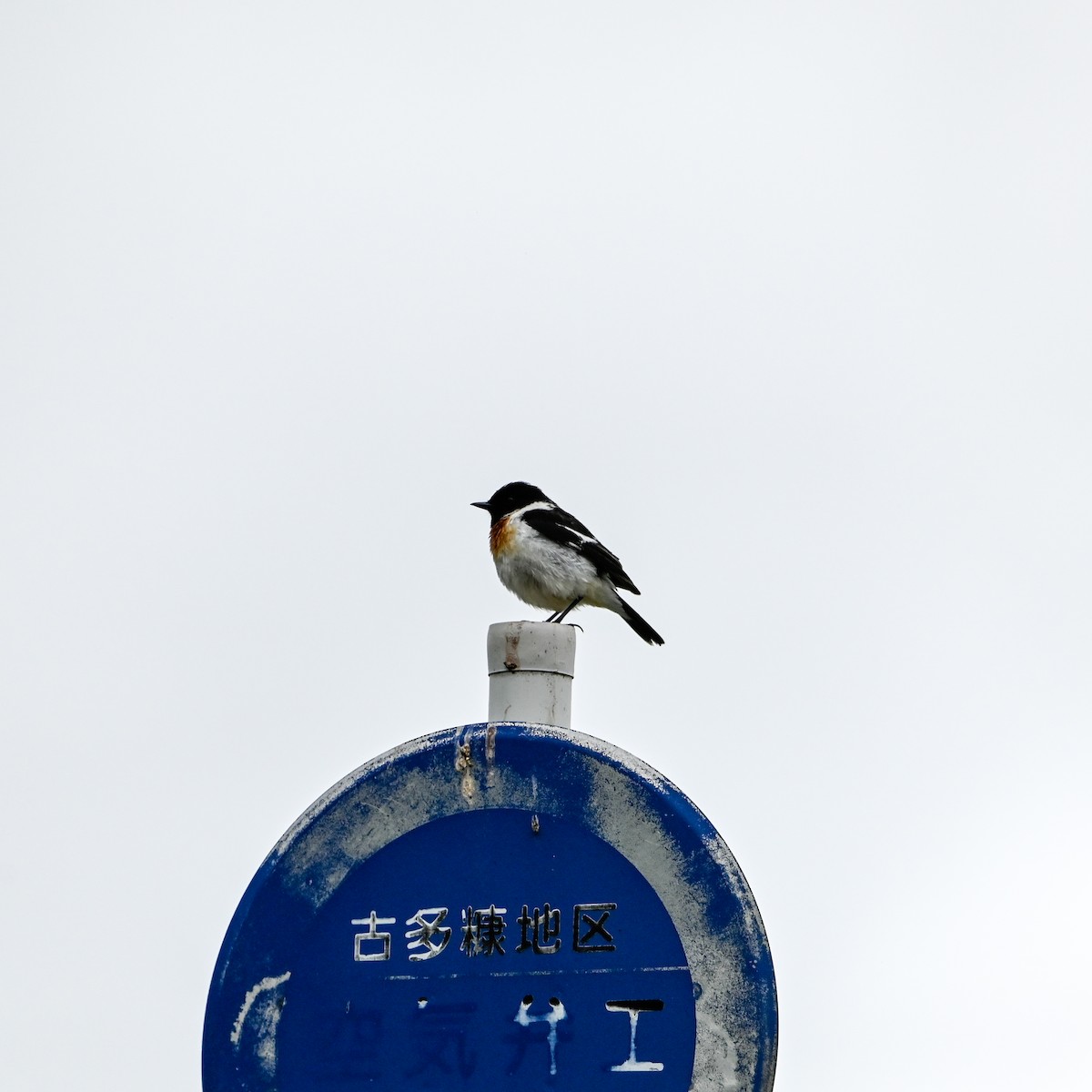 Amur Stonechat - ML620798654