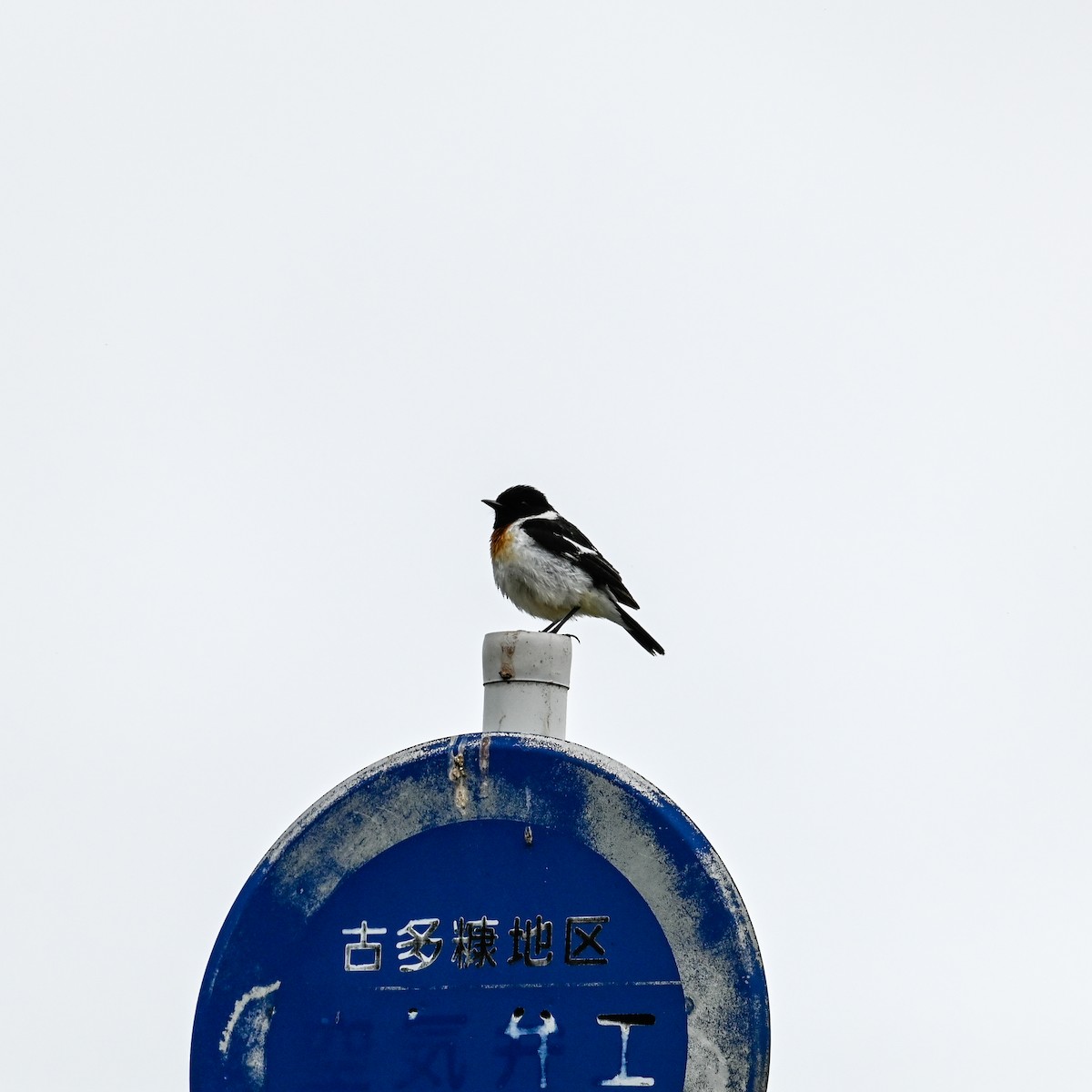 Amur Stonechat - ML620798655