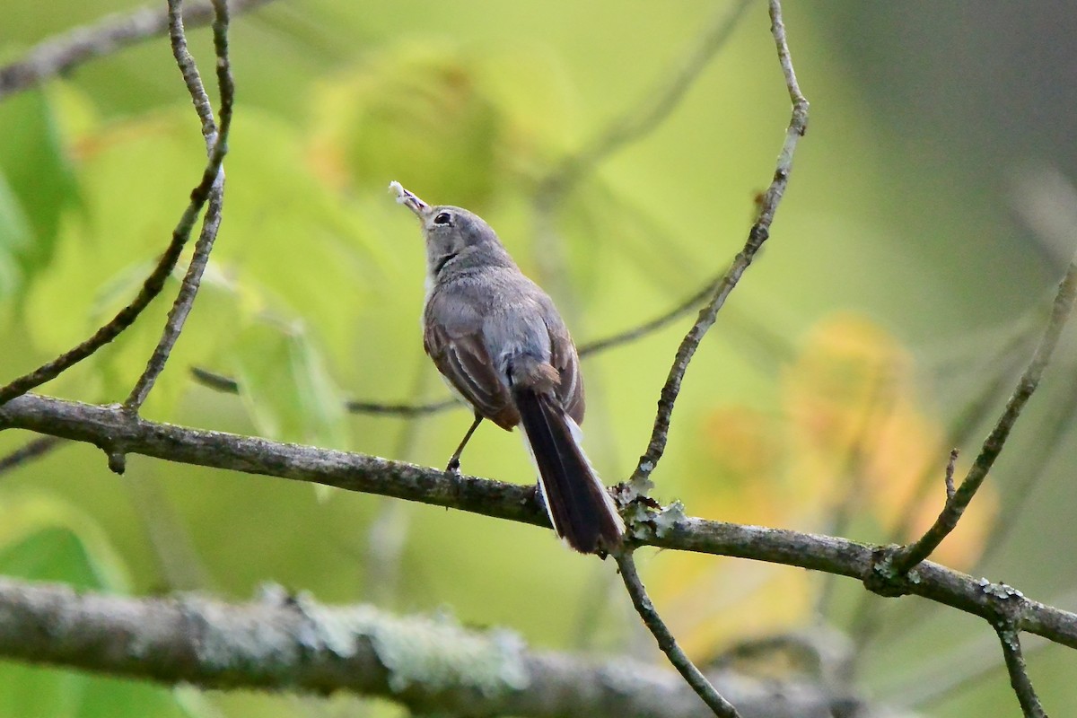 Blue-gray Gnatcatcher - ML620798656