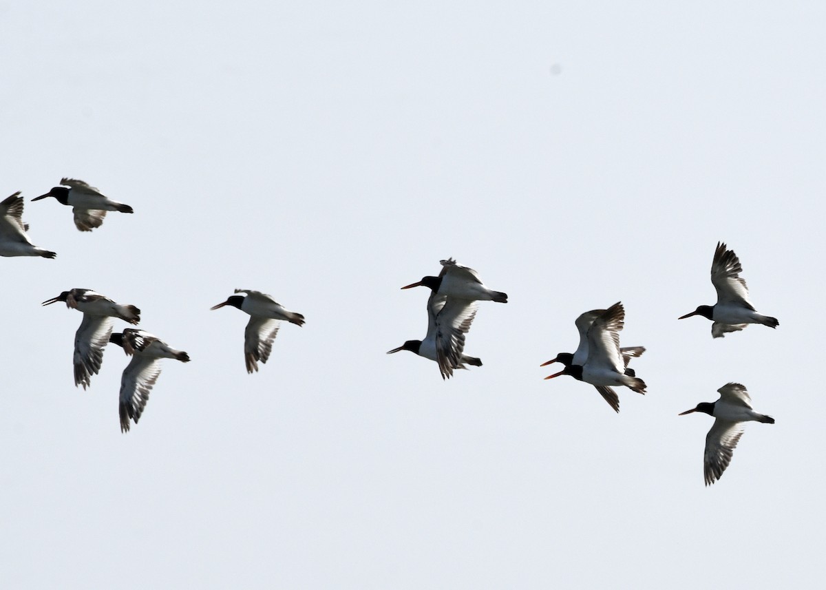 American Oystercatcher - ML620798657