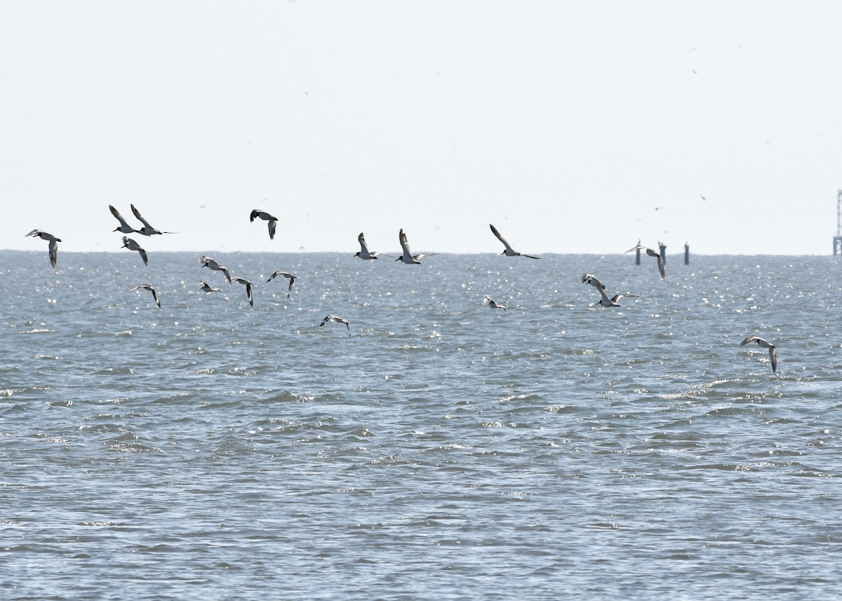 American Oystercatcher - ML620798658