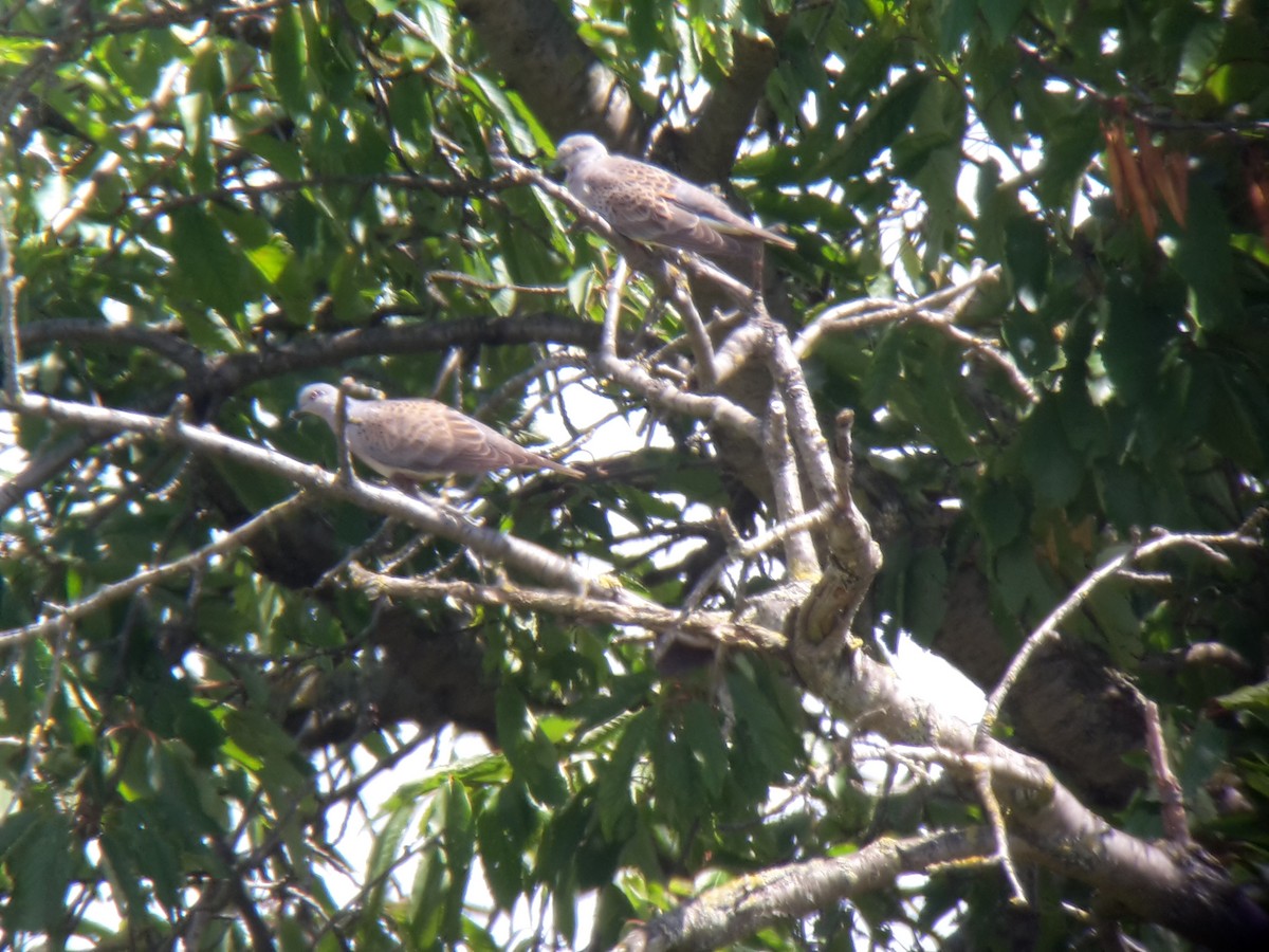 European Turtle-Dove - ML620798660