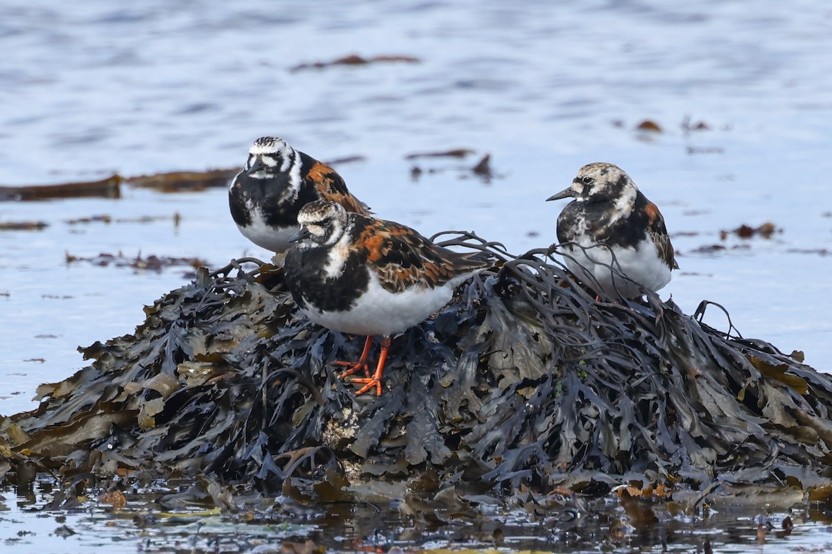 Ruddy Turnstone - ML620798661