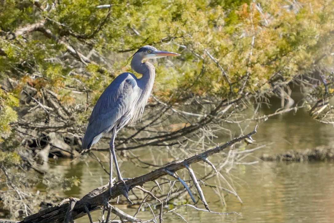 Great Blue Heron - ML620798662