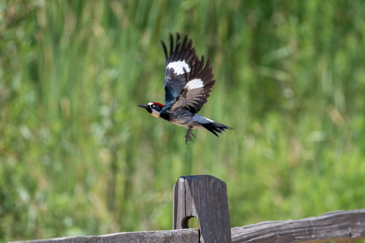 Acorn Woodpecker - Beverly Reynolds