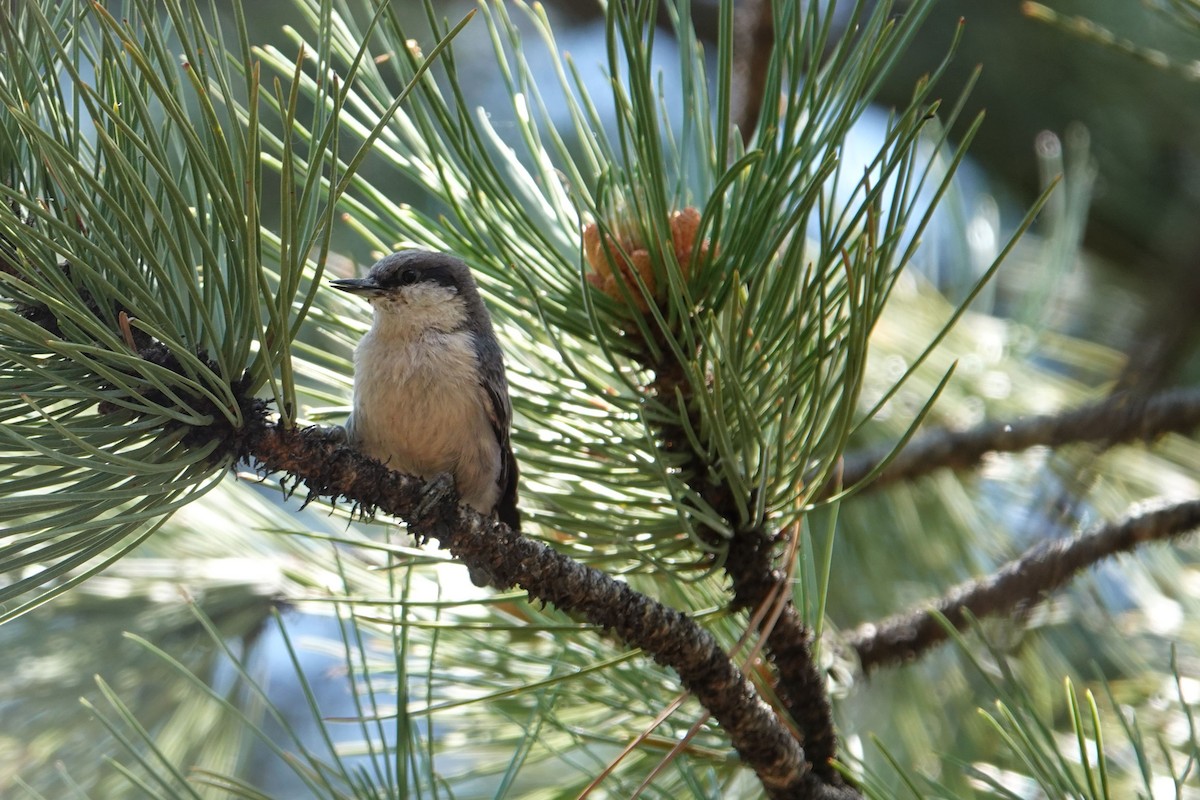 Pygmy Nuthatch - ML620798664