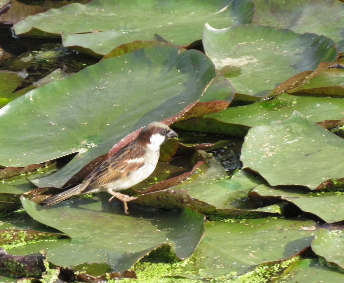 House Sparrow - ML620798666