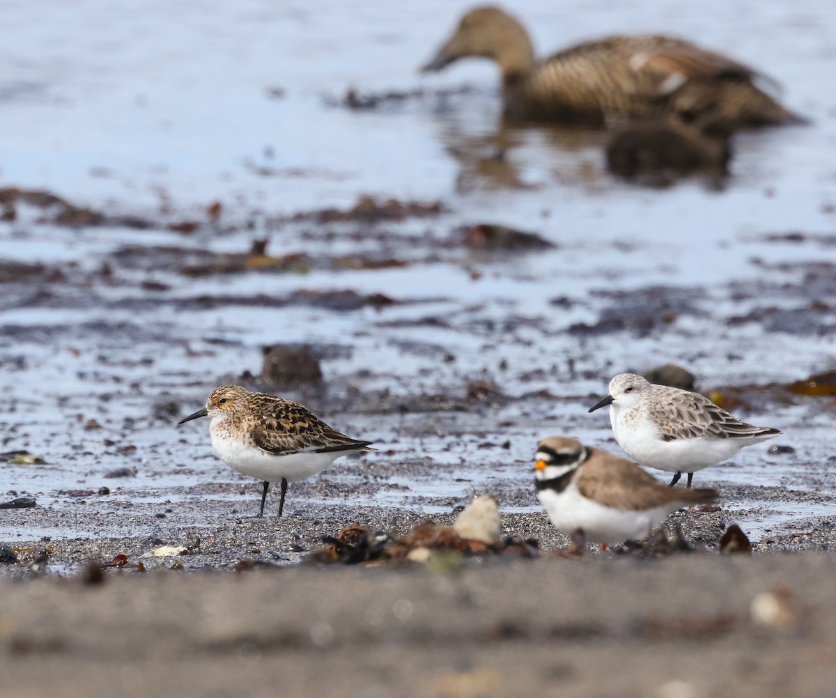 Sanderling - Lars Buckx