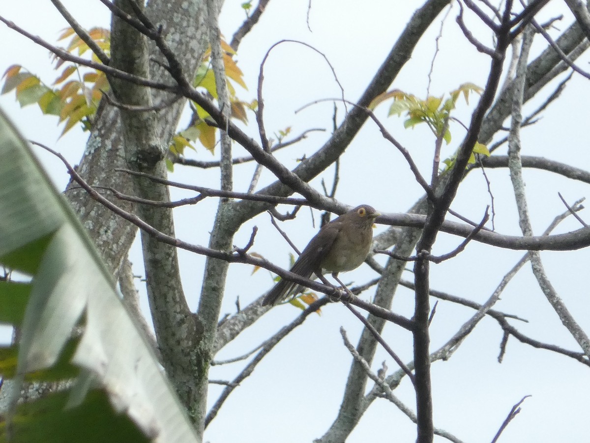 Spectacled Thrush - ML620798671