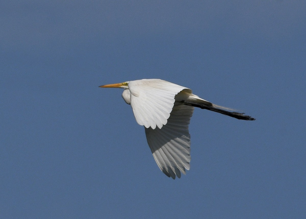 Great Egret - ML620798672