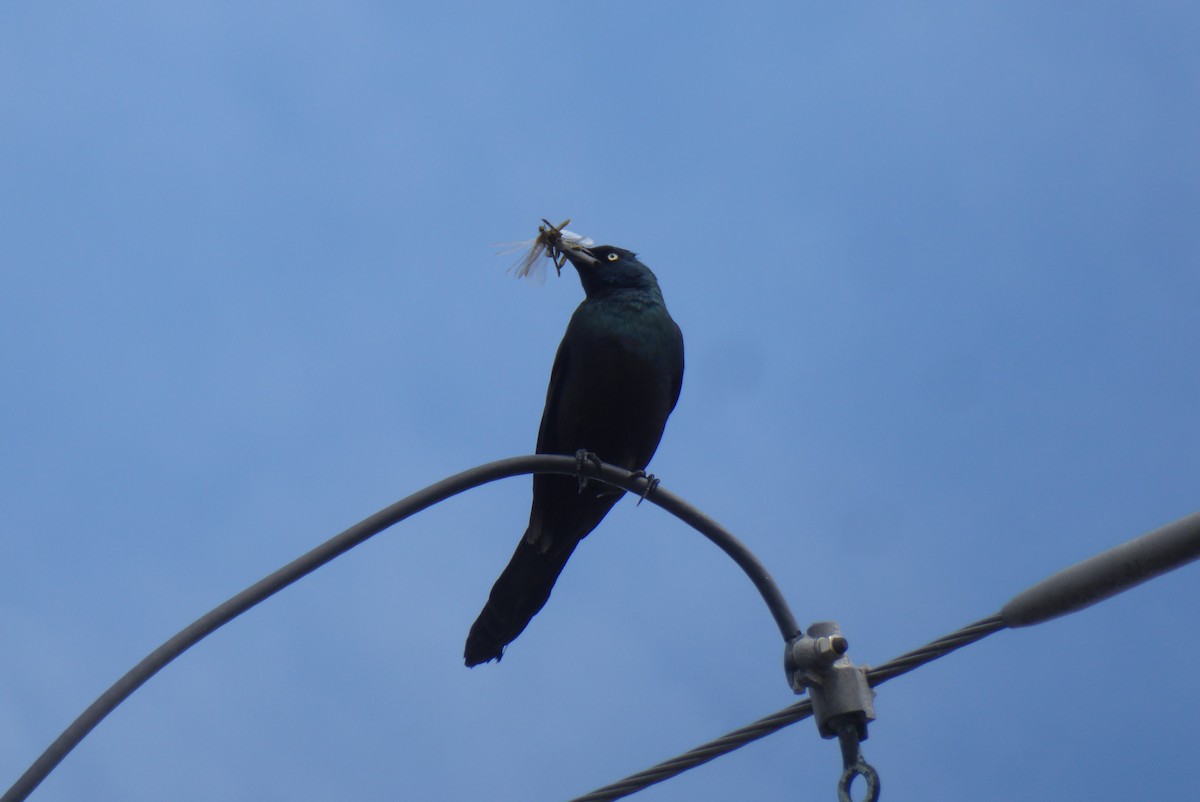 Common Grackle - ML620798677