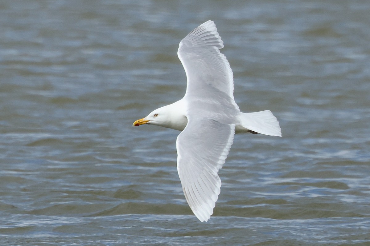 Glaucous Gull - ML620798679