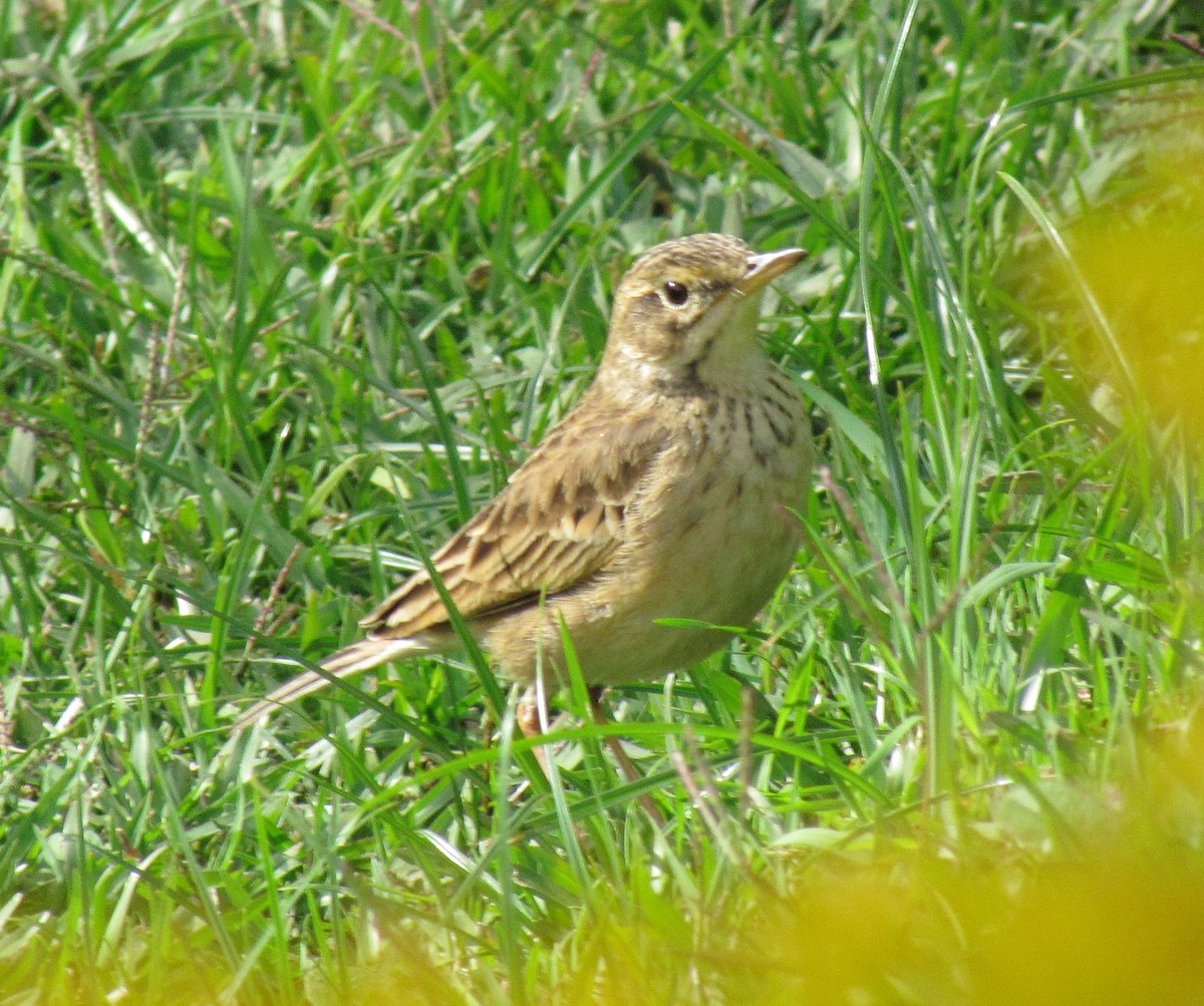 Paddyfield Pipit - ML620798680