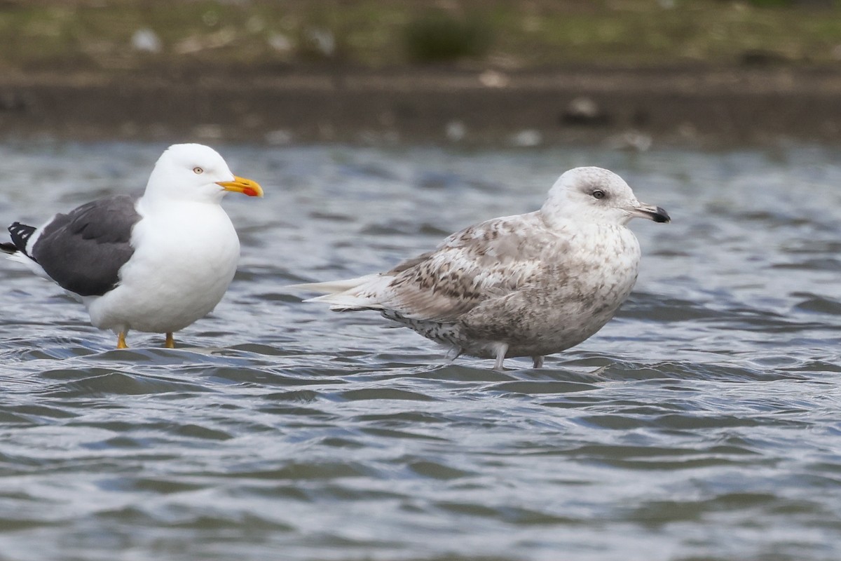 Goéland arctique - ML620798685