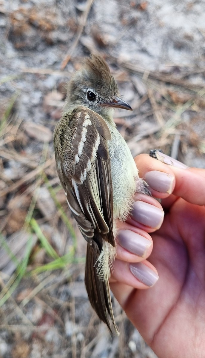 Plain-crested Elaenia - ML620798690