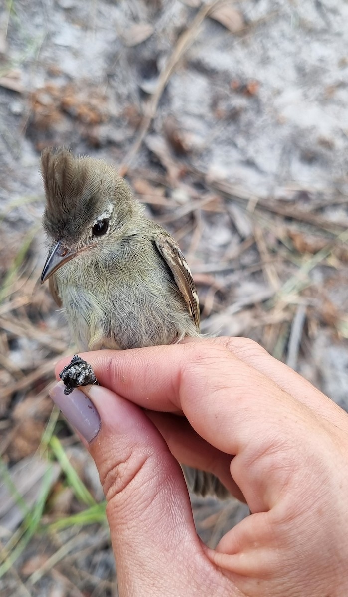 Plain-crested Elaenia - ML620798691