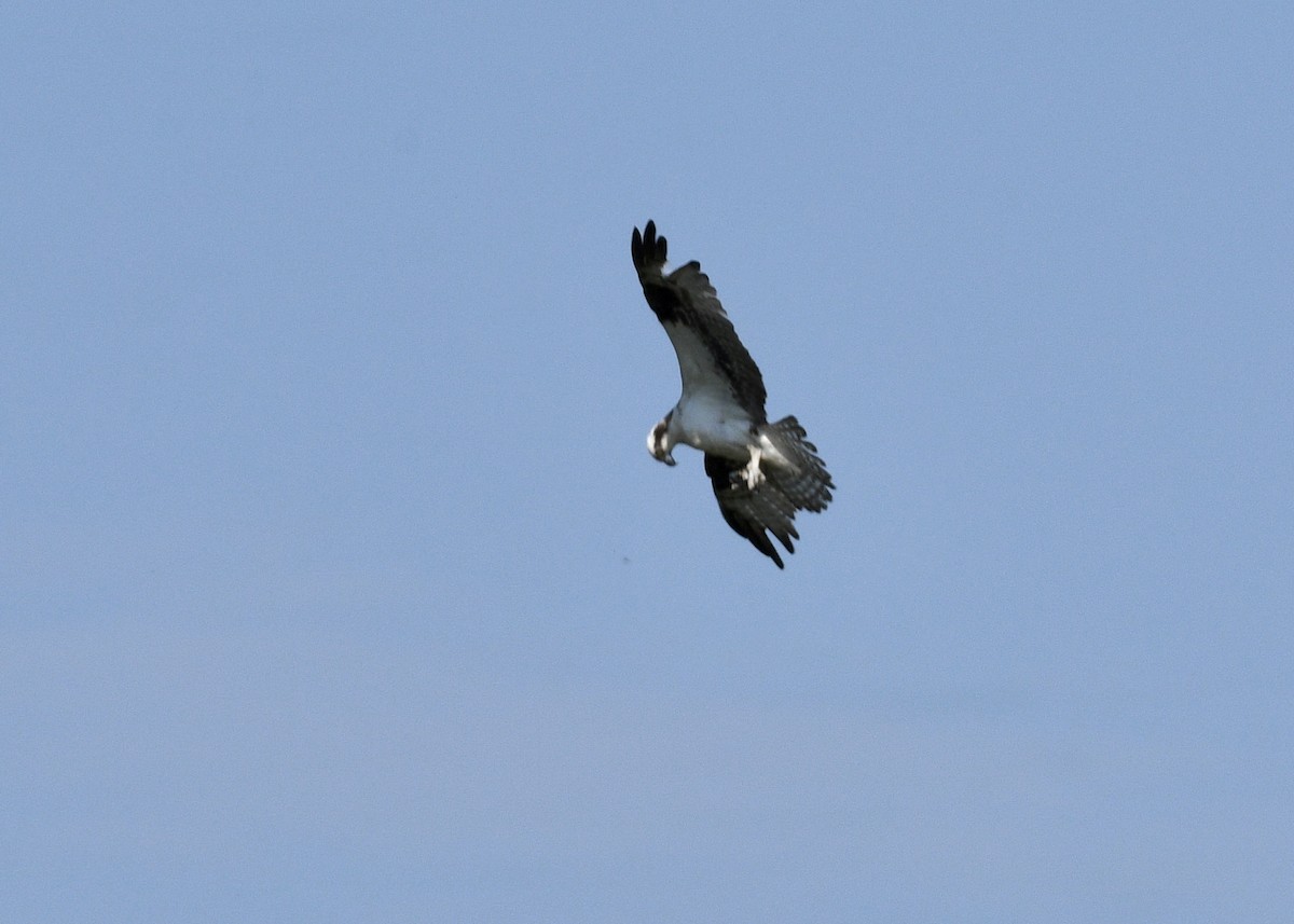 Águila Pescadora - ML620798693