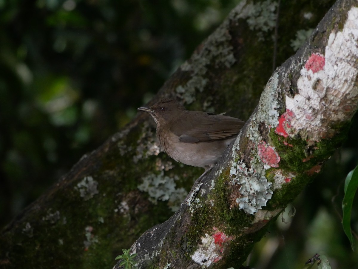 Black-billed Thrush - ML620798699