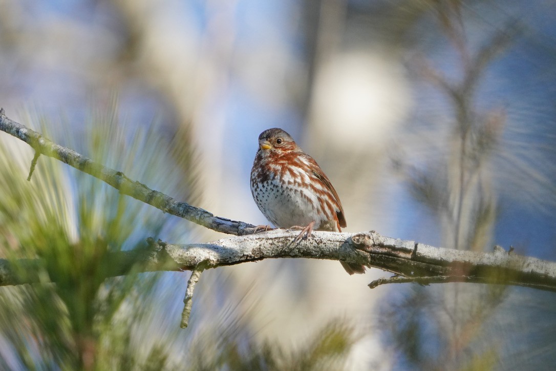 Fox Sparrow - ML620798706