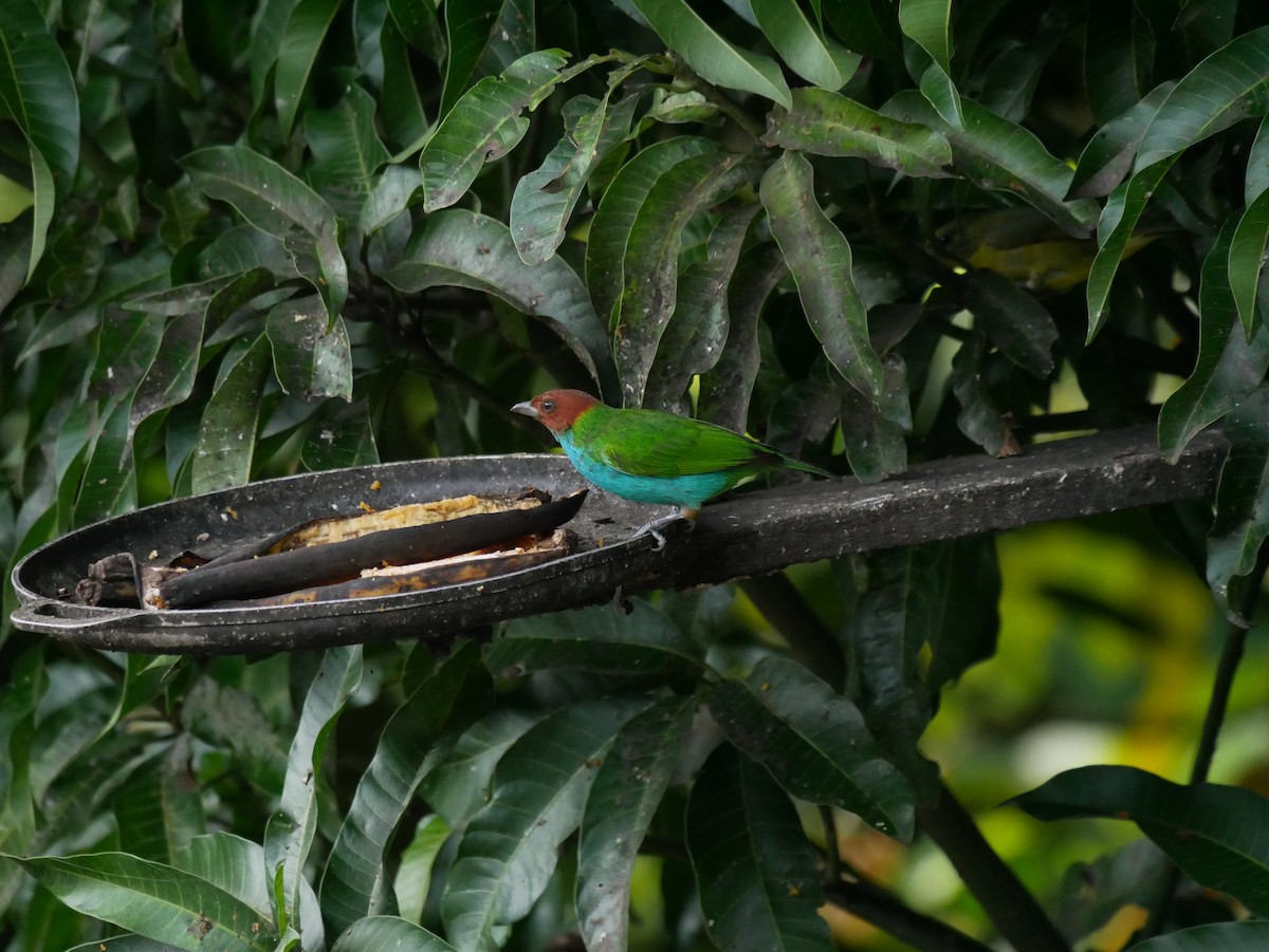 Bay-headed Tanager - ML620798708