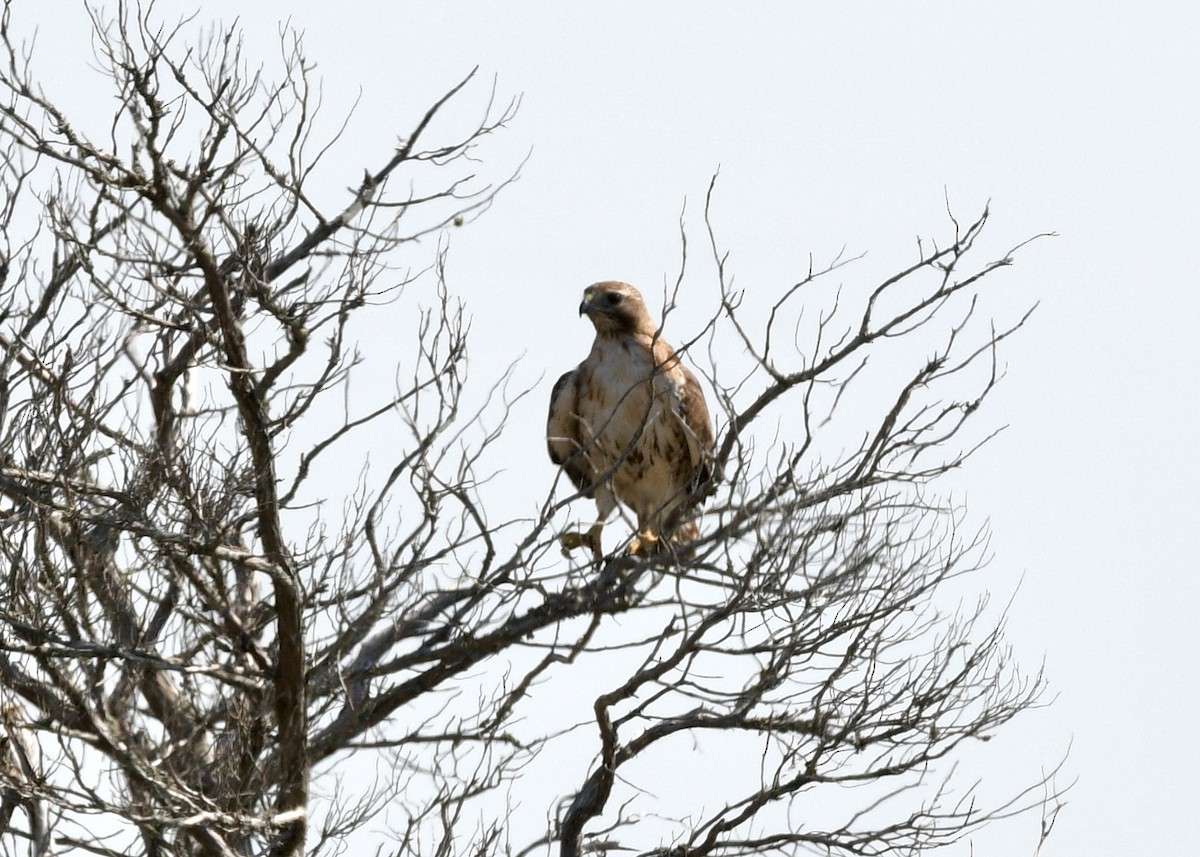 Red-tailed Hawk - ML620798710