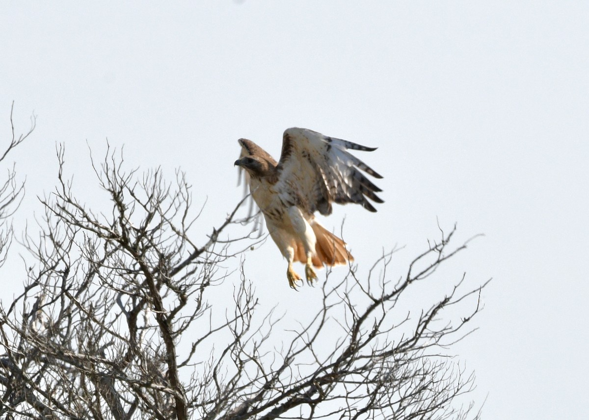 Rotschwanzbussard - ML620798711