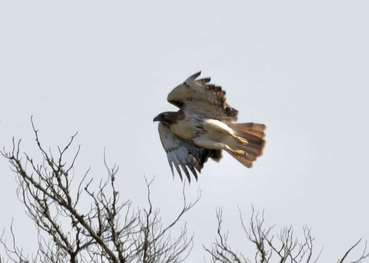 Rotschwanzbussard - ML620798712