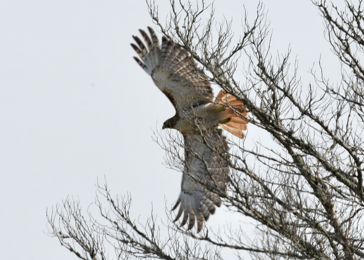 Rotschwanzbussard - ML620798713