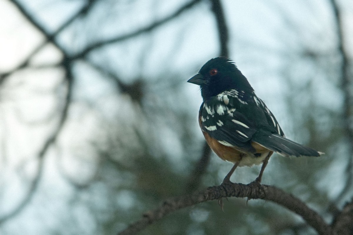 Spotted Towhee - ML620798714