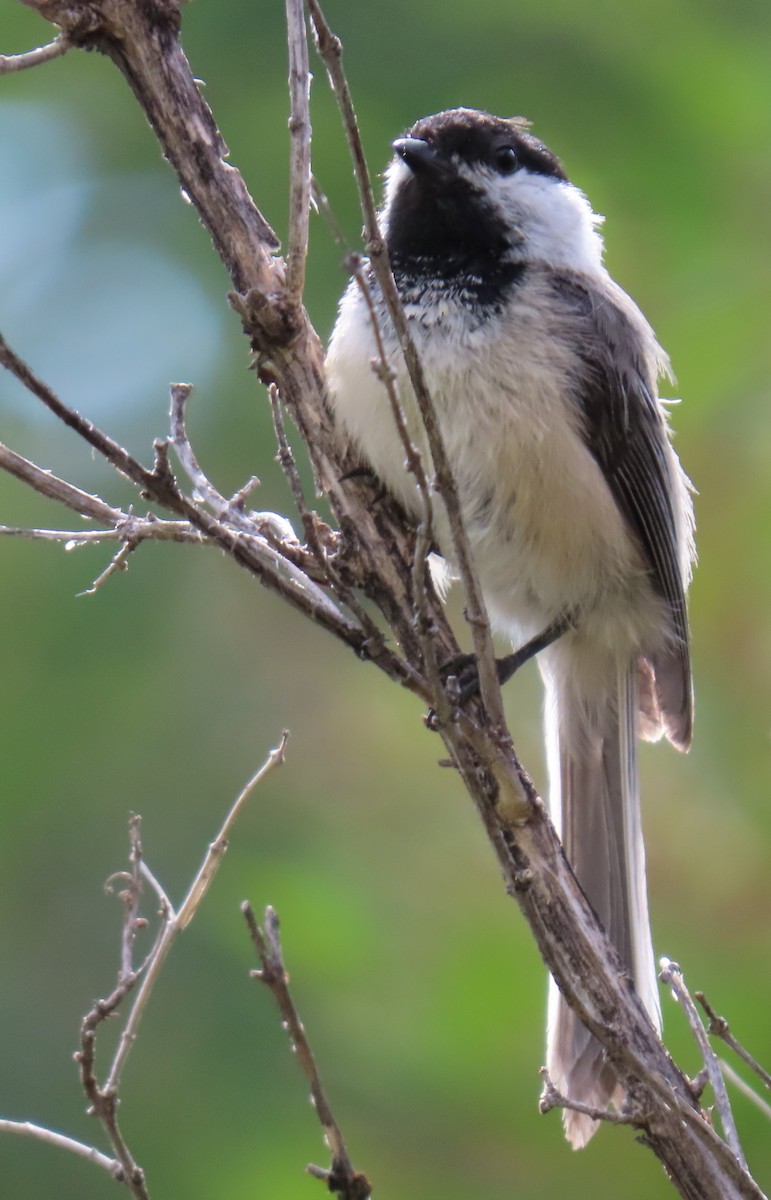 Black-capped Chickadee - ML620798715