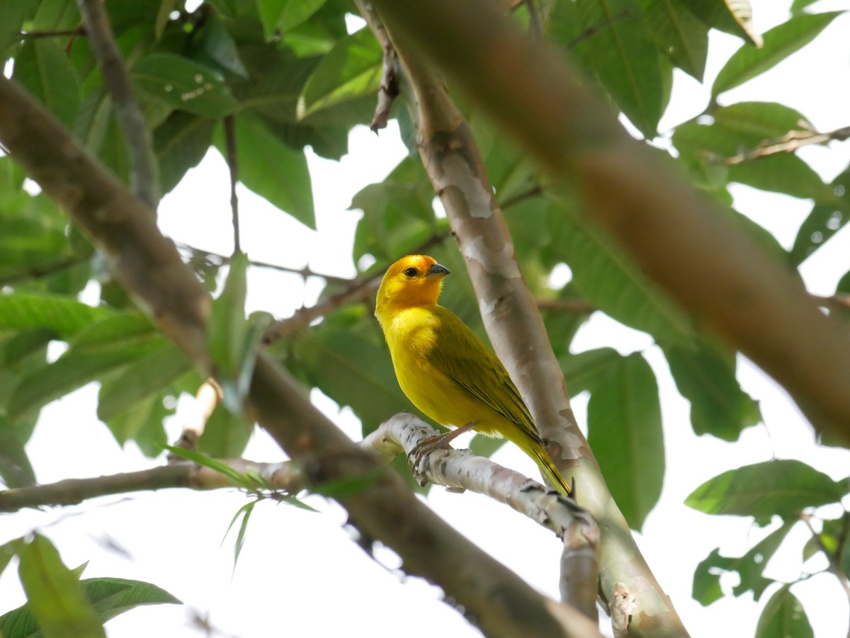 Saffron Finch - Joel Meeuwissen