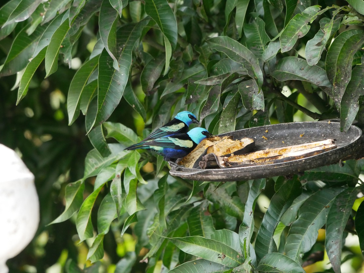 Blue-necked Tanager - ML620798718