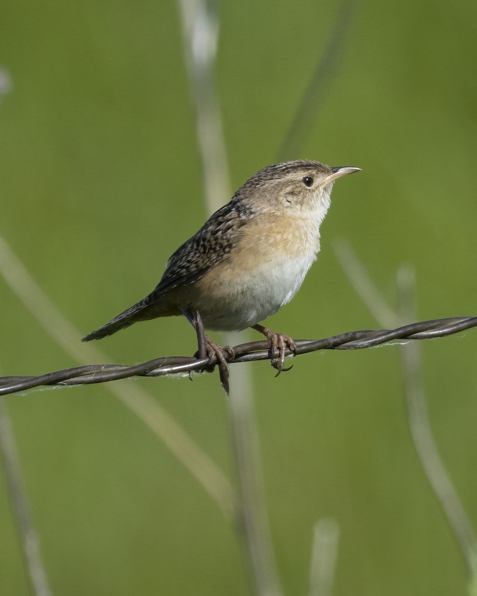 Sedge Wren - ML620798719