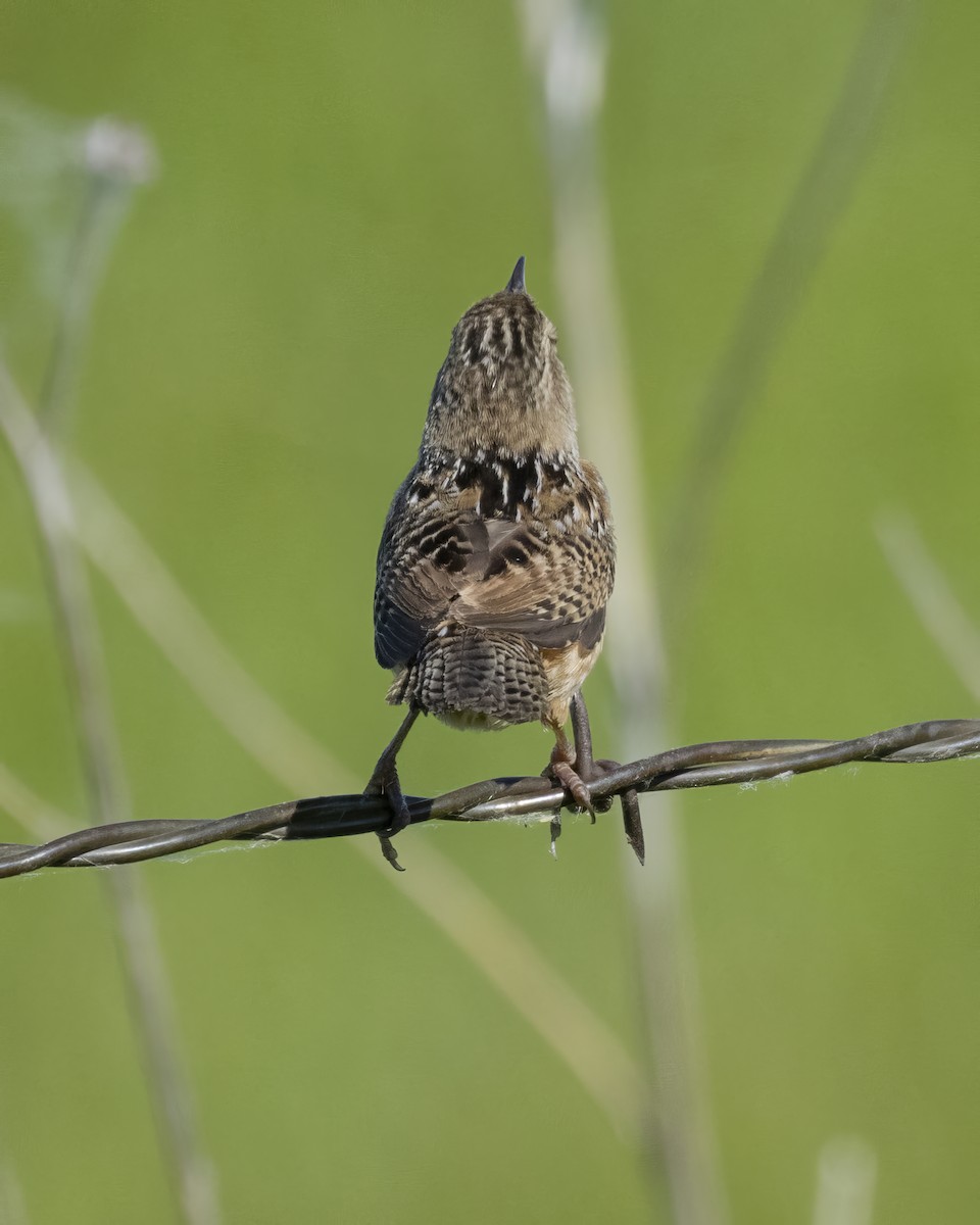 Sedge Wren - ML620798720