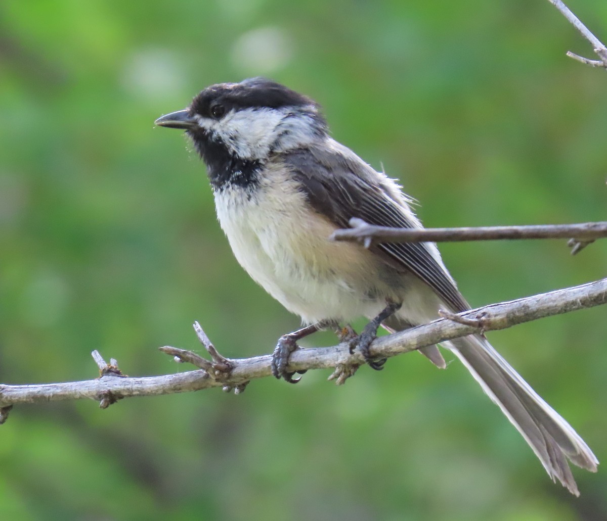 Black-capped Chickadee - ML620798722