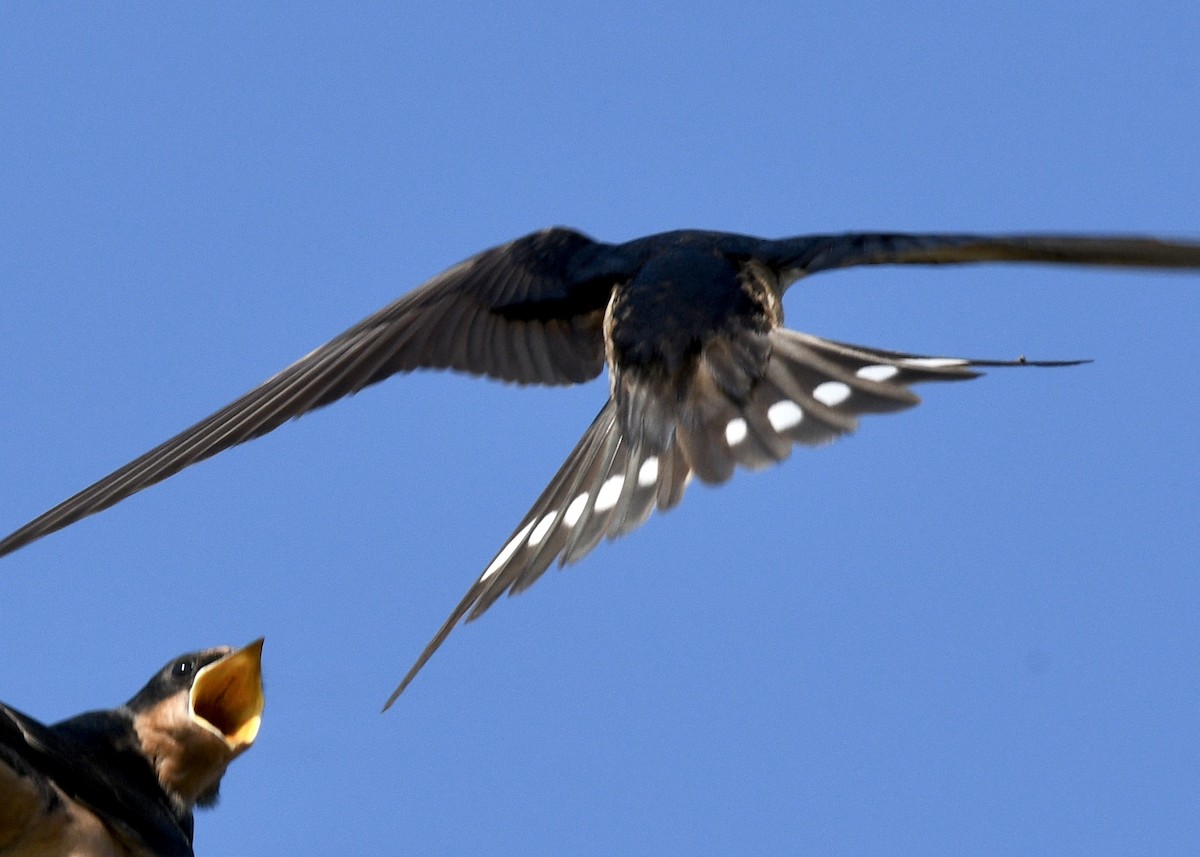 Barn Swallow - ML620798724