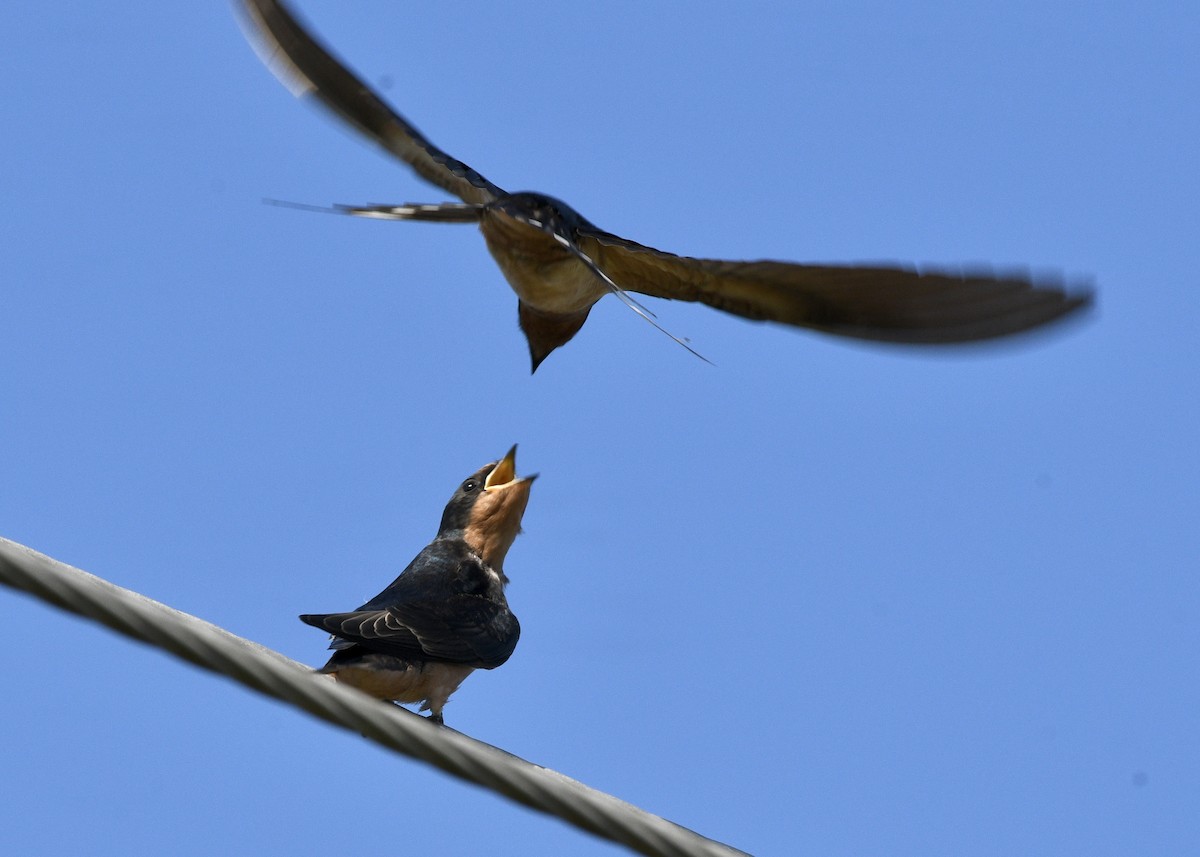 Barn Swallow - Gregory Bozek