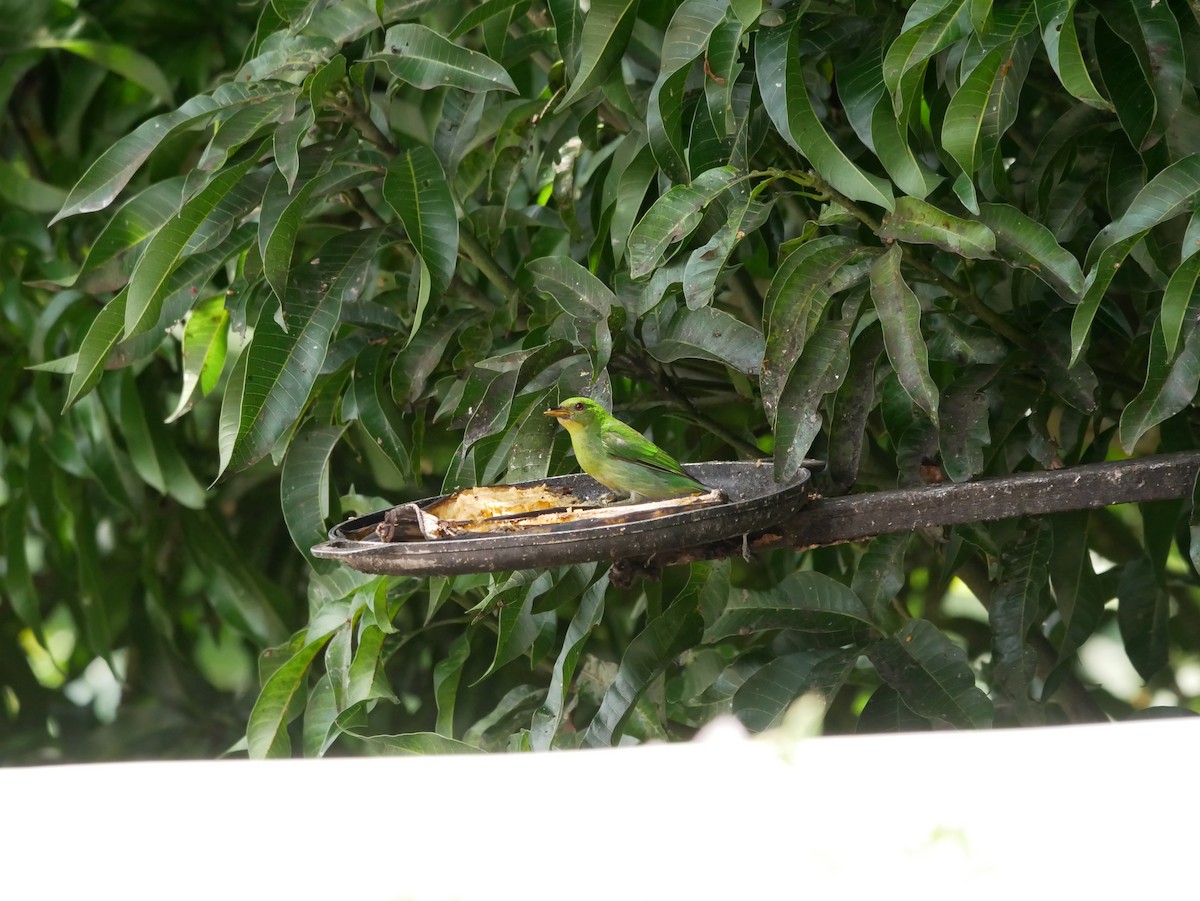 Green Honeycreeper - Joel Meeuwissen