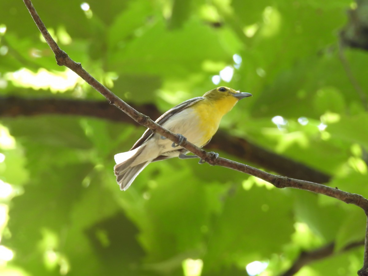 Viréo à gorge jaune - ML620798731