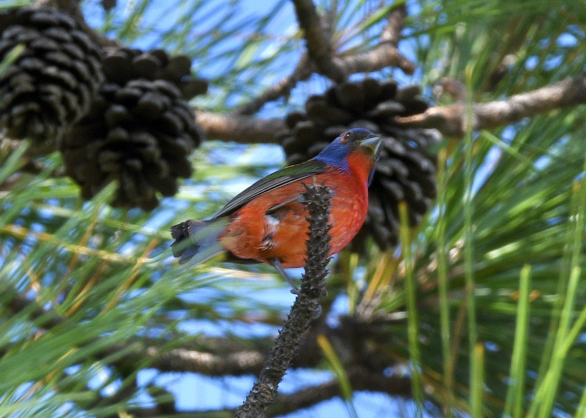 Painted Bunting - ML620798733