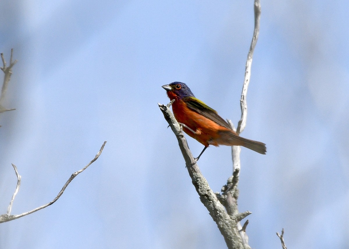 Painted Bunting - ML620798734