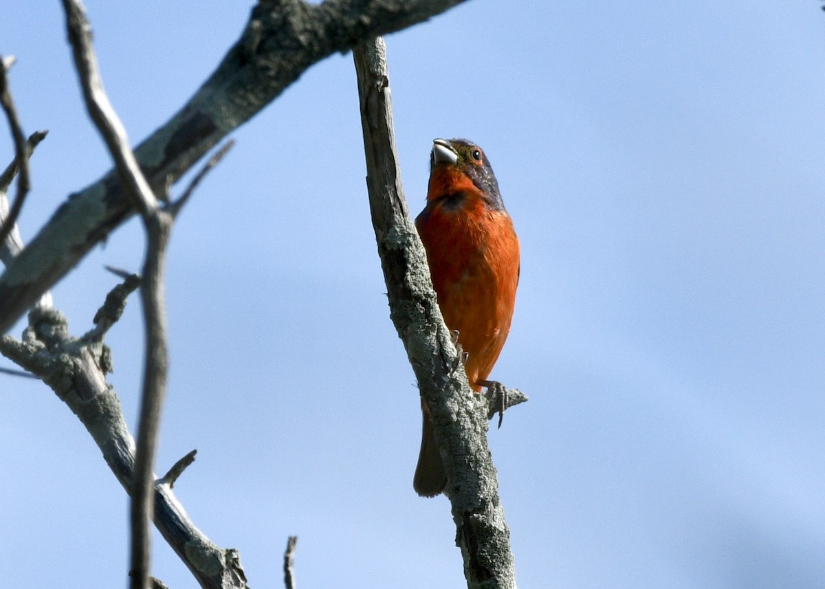 Painted Bunting - ML620798735