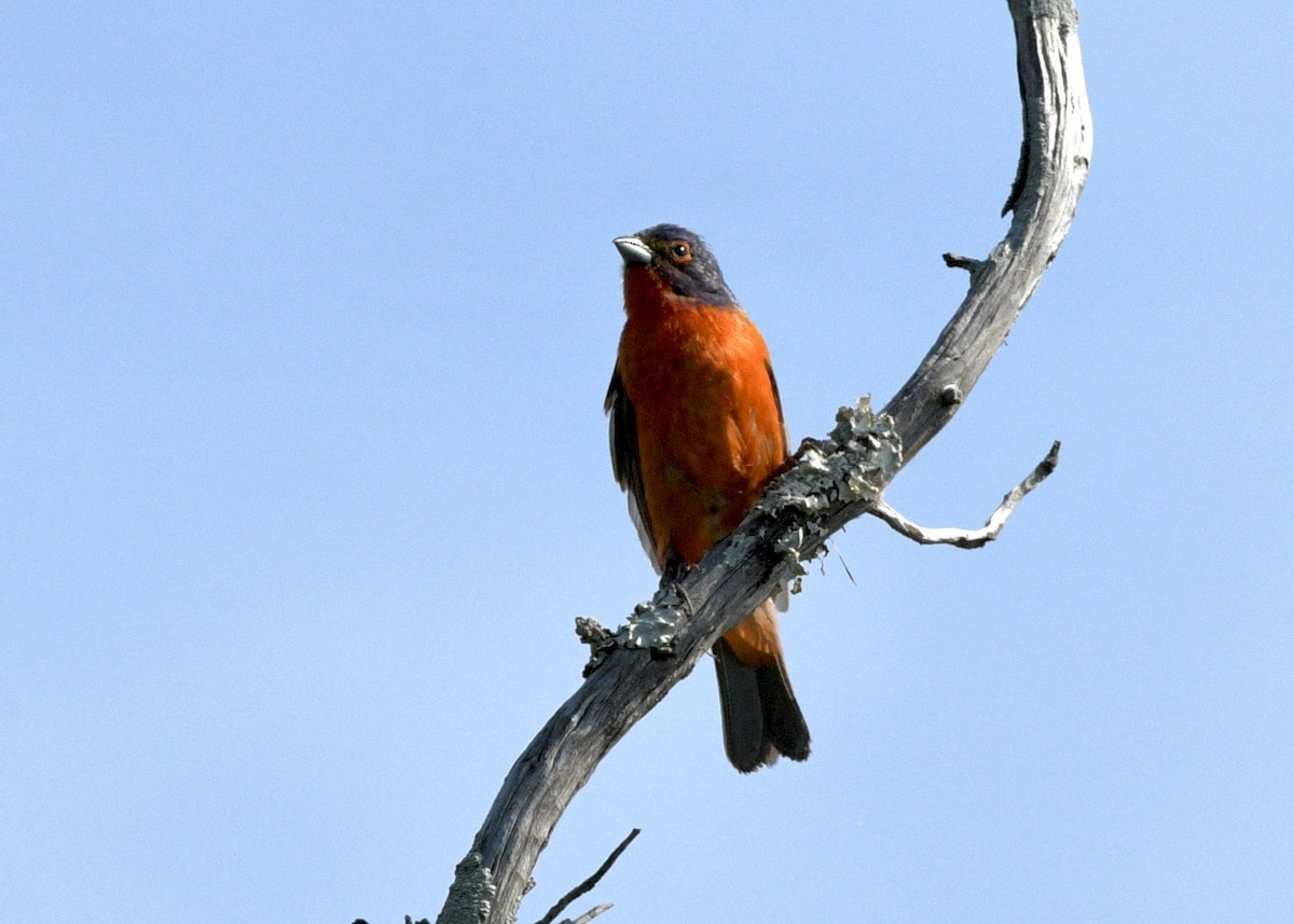 Painted Bunting - ML620798736