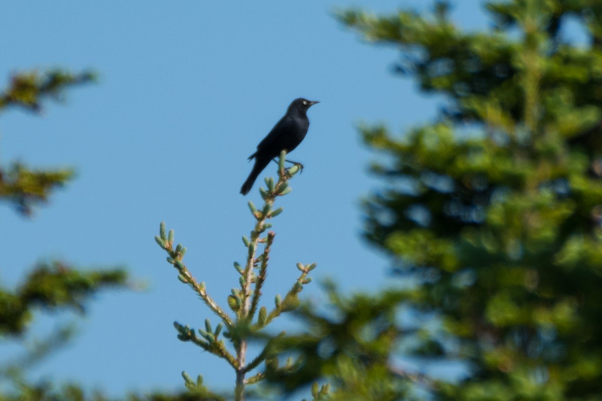 Rusty Blackbird - ML620798738