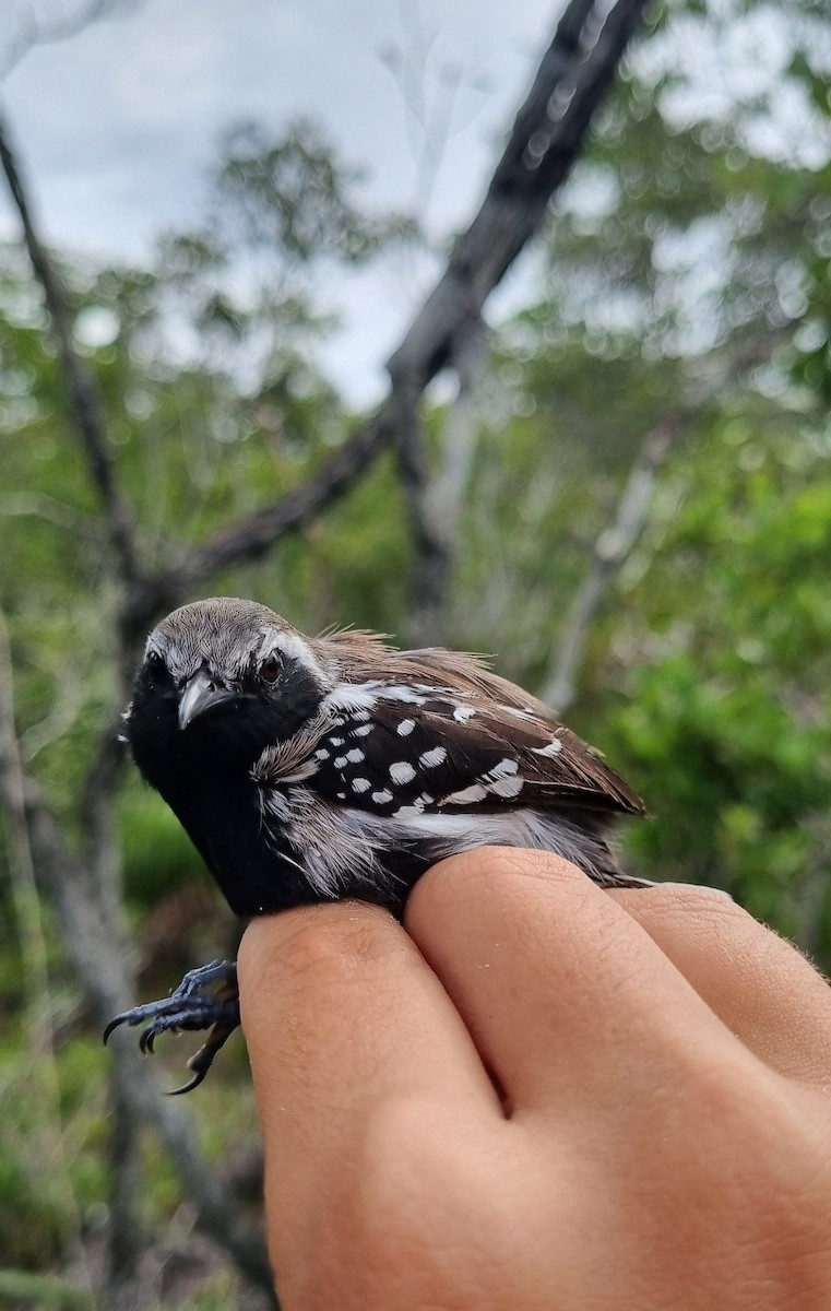 Southern White-fringed Antwren - ML620798739