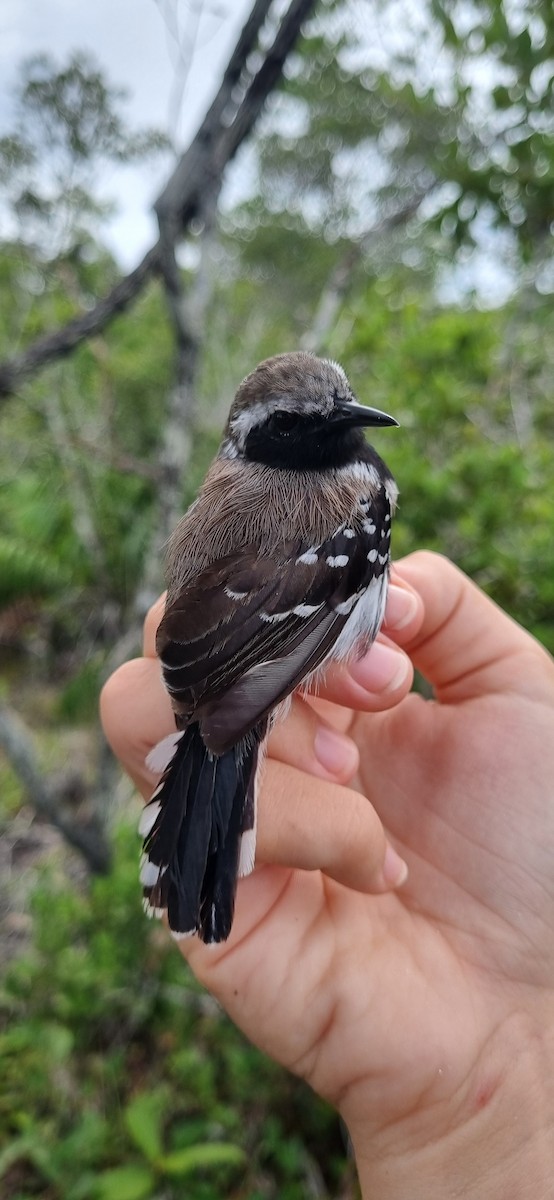 Southern White-fringed Antwren - ML620798741