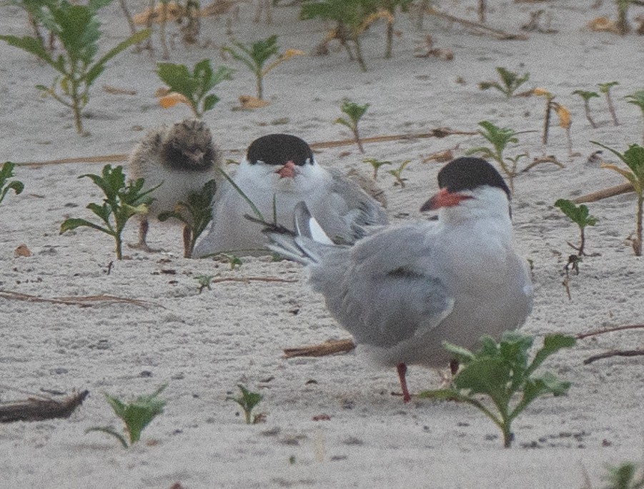 Common Tern - ML620798742