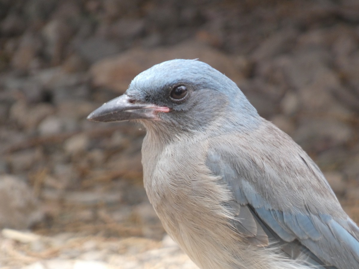 Mexican Jay - ML620798755