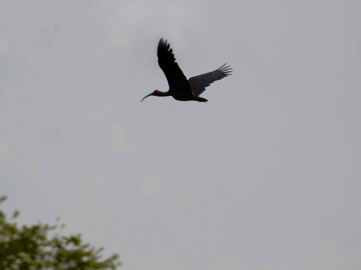 ibis bradavičnatý - ML620798762