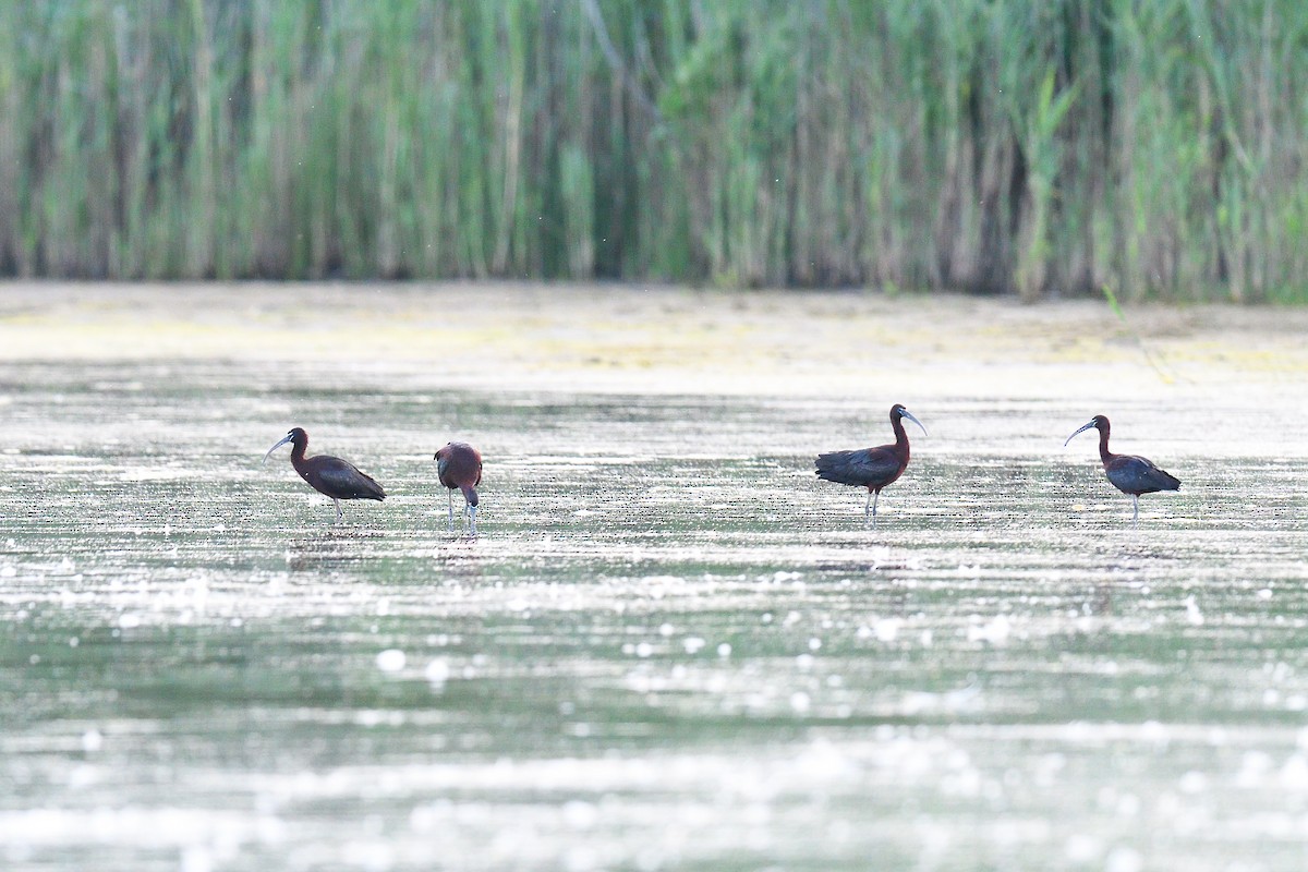 Glossy Ibis - ML620798767